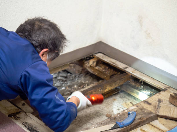 Best Localized Mold Remediation (e.g., coastal areas, humid climates) in Victoria, VA