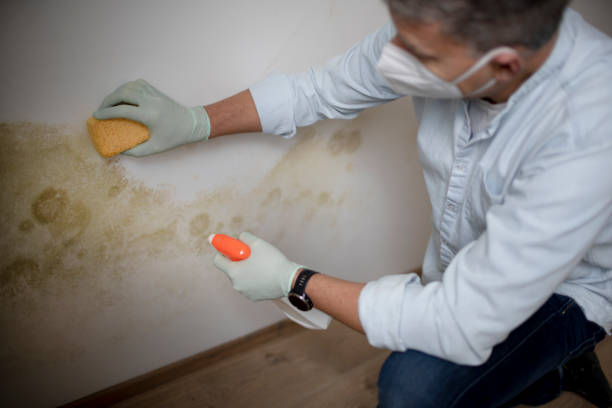 Best Mold Remediation for Schools in Victoria, VA