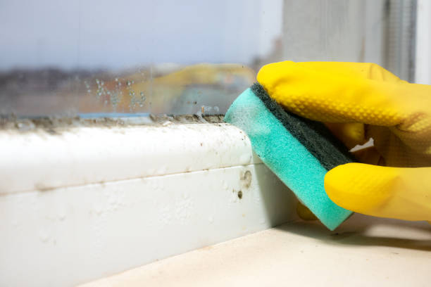 Best DIY Mold Remediation Support Services in Victoria, VA