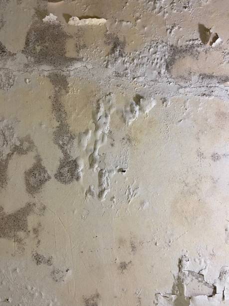Best Basement Mold Remediation in Victoria, VA