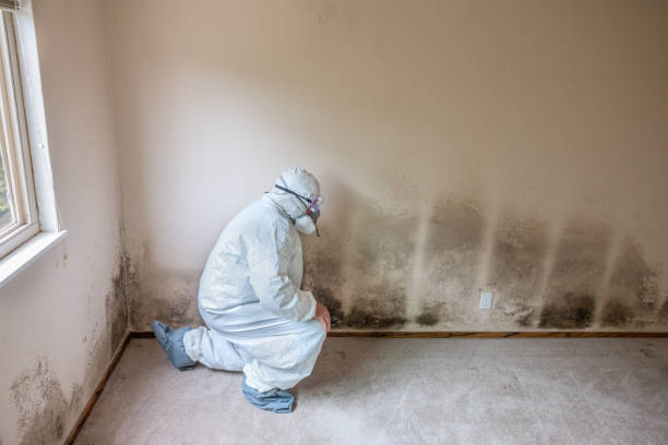 Best Residential Mold Remediation in Victoria, VA