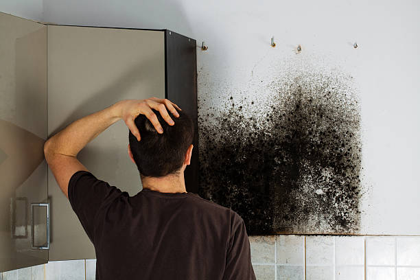 Best Insurance-Related Mold Remediation in Victoria, VA