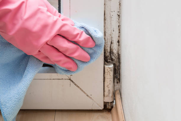 Best Commercial Mold Remediation in Victoria, VA
